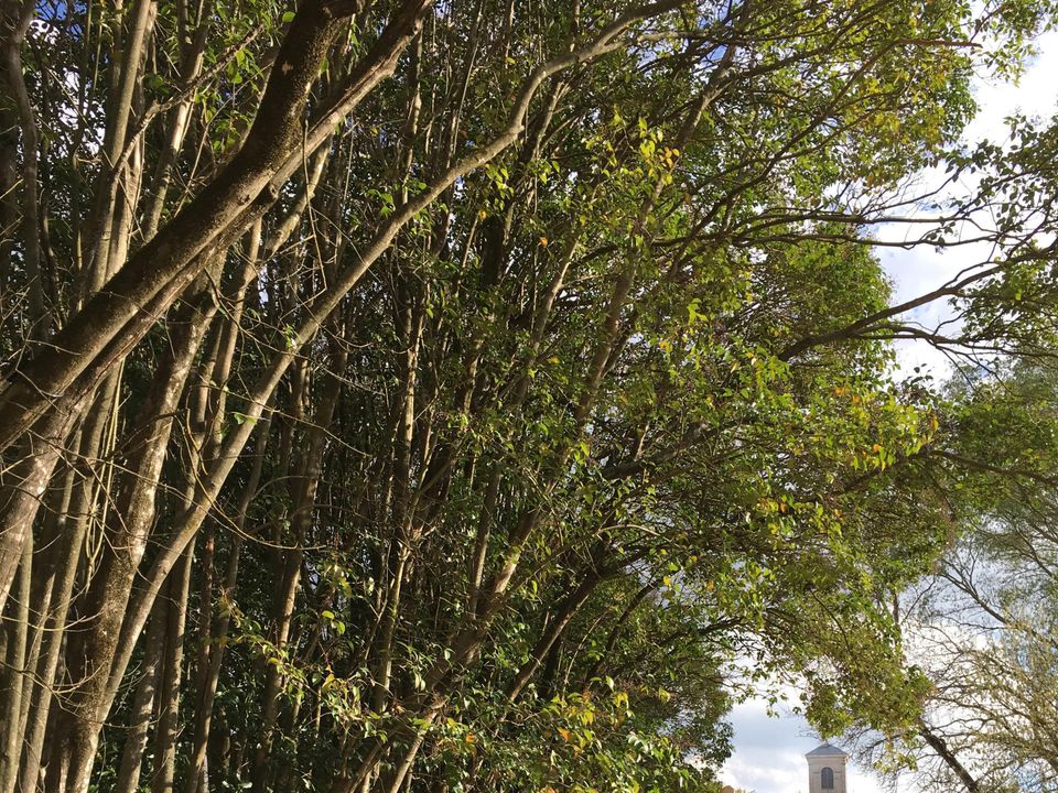 Suze Luxe Nature - Lodge - Lodge 3 personnes - Lodge Central 24m² - 1 chambre - coin cuisine - salle d'eau - Hébergement de plain pied accessible PMR