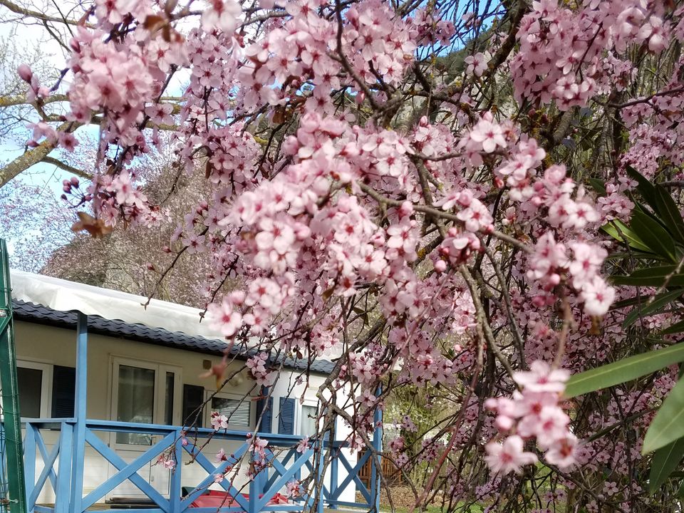 Mas De Lastourg - Mobil home - Mobilhome 4 personnes - terrasse couverte