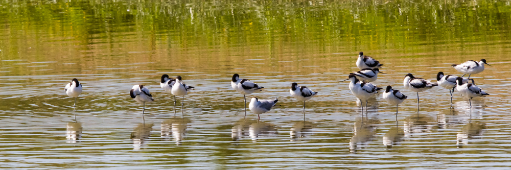 La Baie de Somme autrement  -  visuel 2/2 La Baie de Somme autrement  -  visuel 2/2