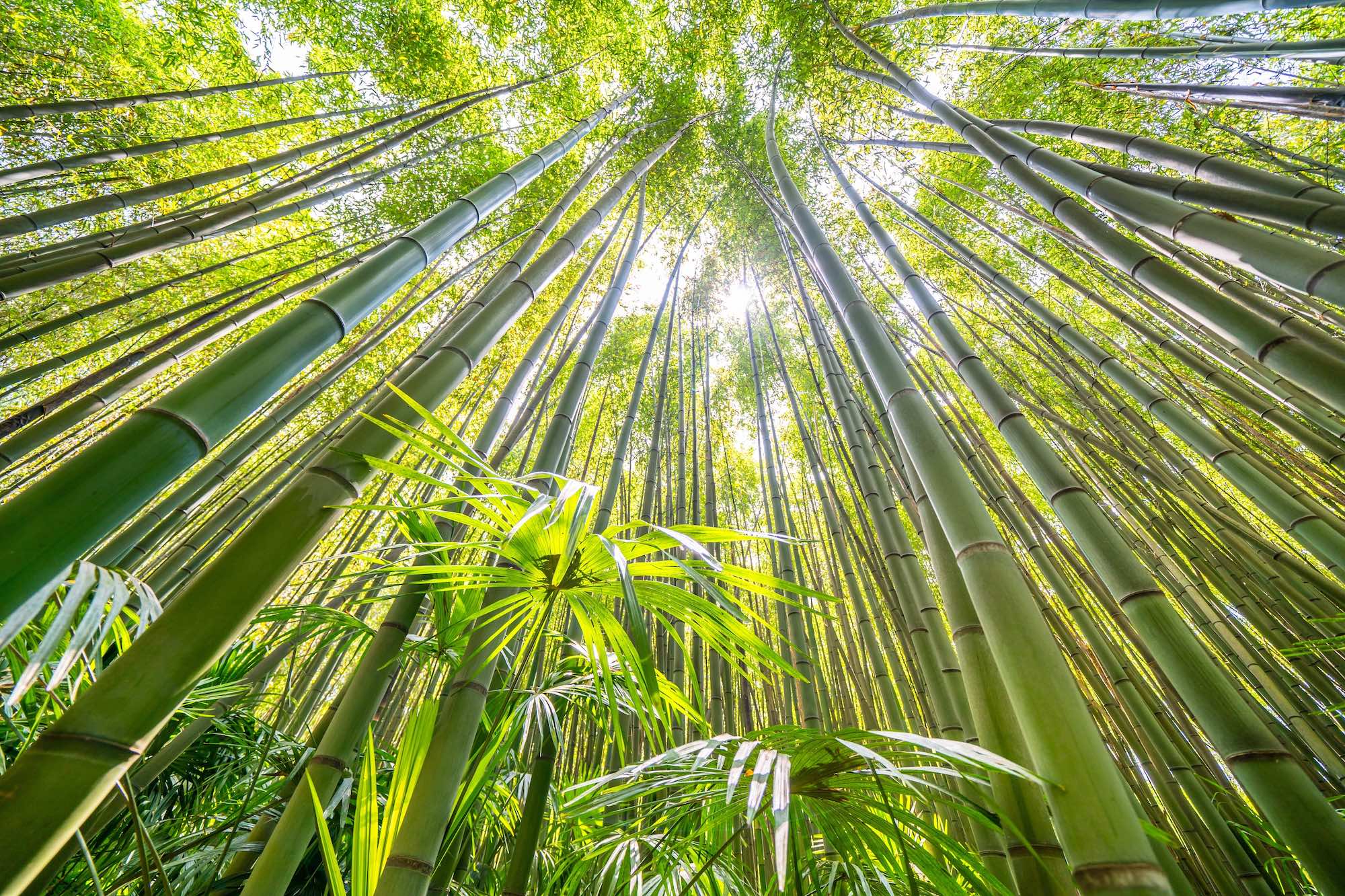 Les incontournables à ne pas manquer dans les Cévennes en famille  -  visuel 1/1