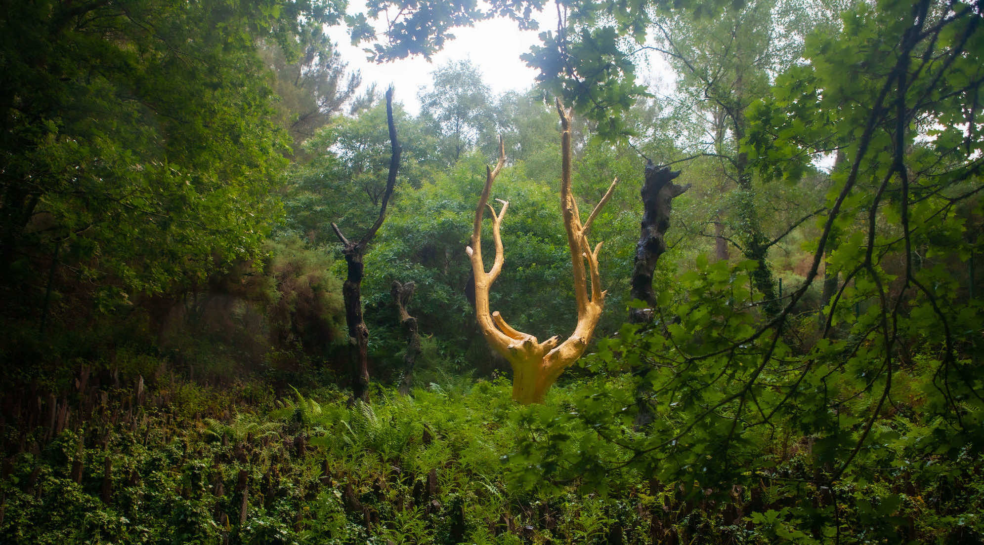 La forêt la plus légendaire de France livre ses secrets cachés  -  visuel 1/1