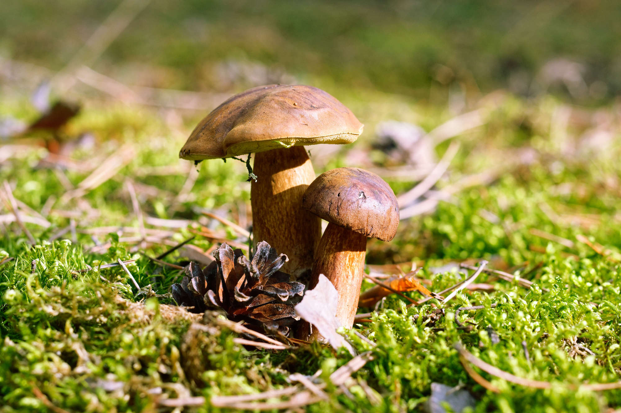 Ces forêts près de Paris cachent les meilleurs coins à champignons, accessibles en train ou en RER  -  visuel 1/1