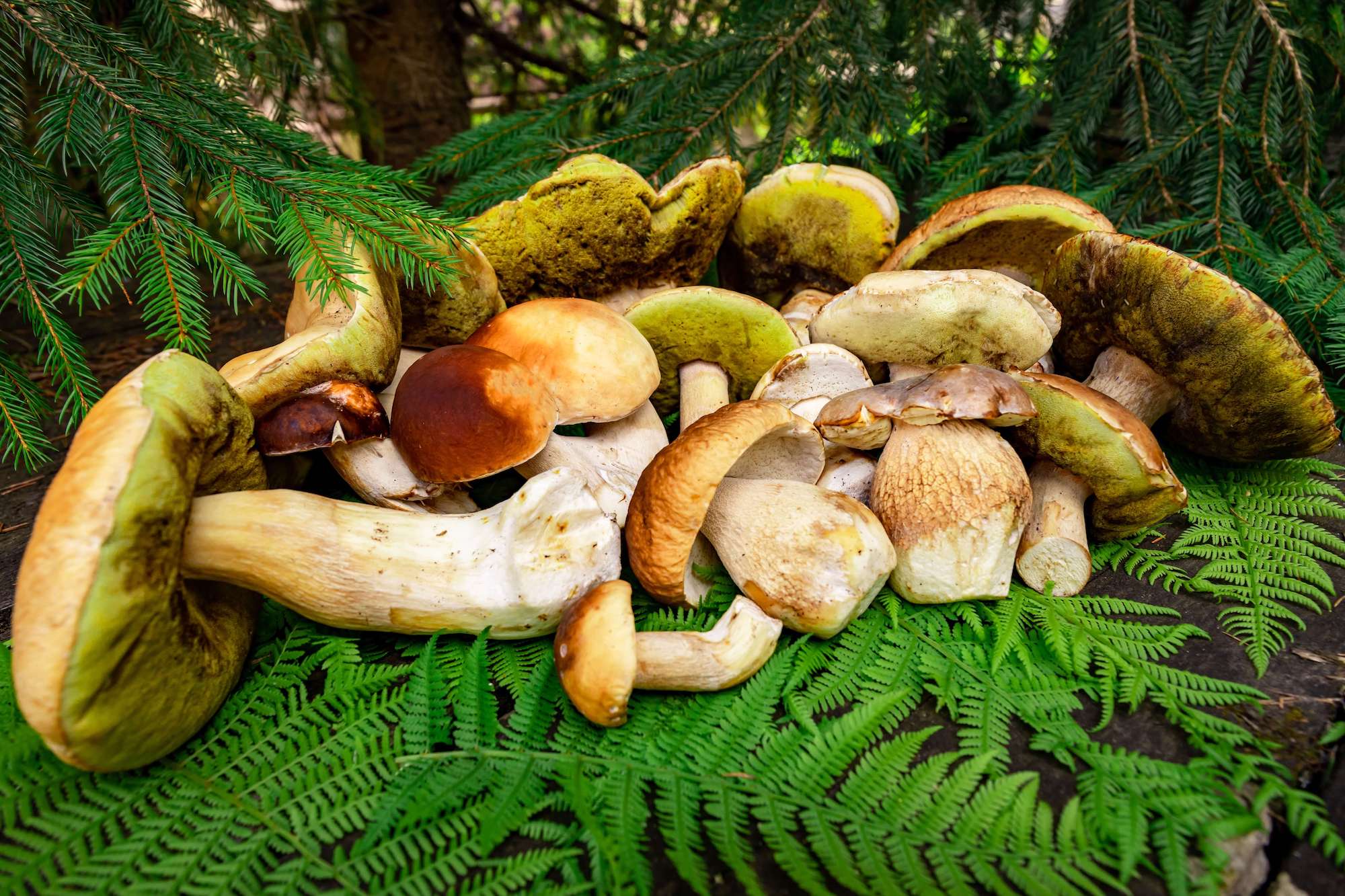 Ces forêts près de Paris cachent les meilleurs coins à champignons, accessibles en train ou en RER  -  visuel 1/1