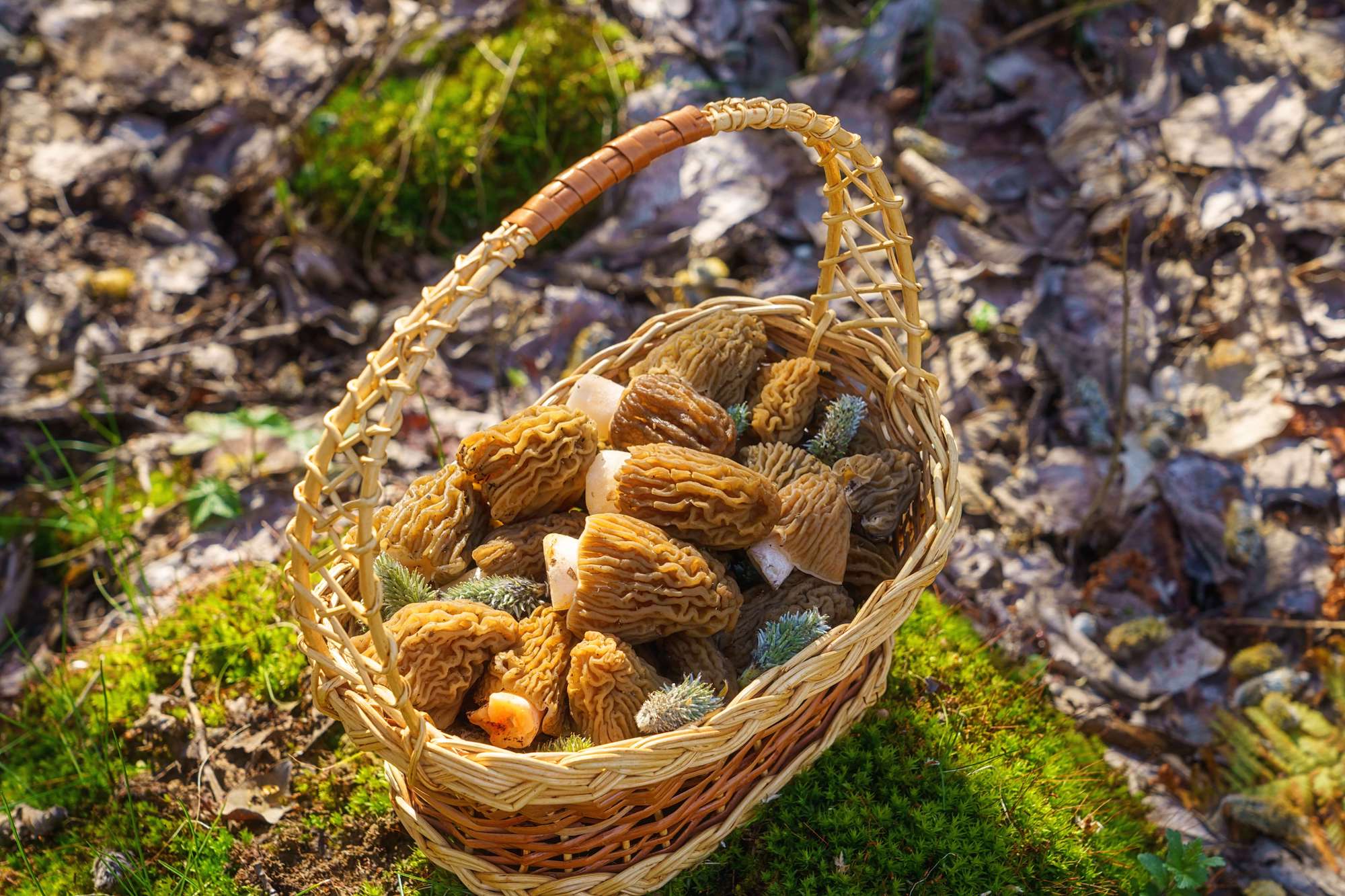 Ces forêts près de Paris cachent les meilleurs coins à champignons, accessibles en train ou en RER  -  visuel 1/1