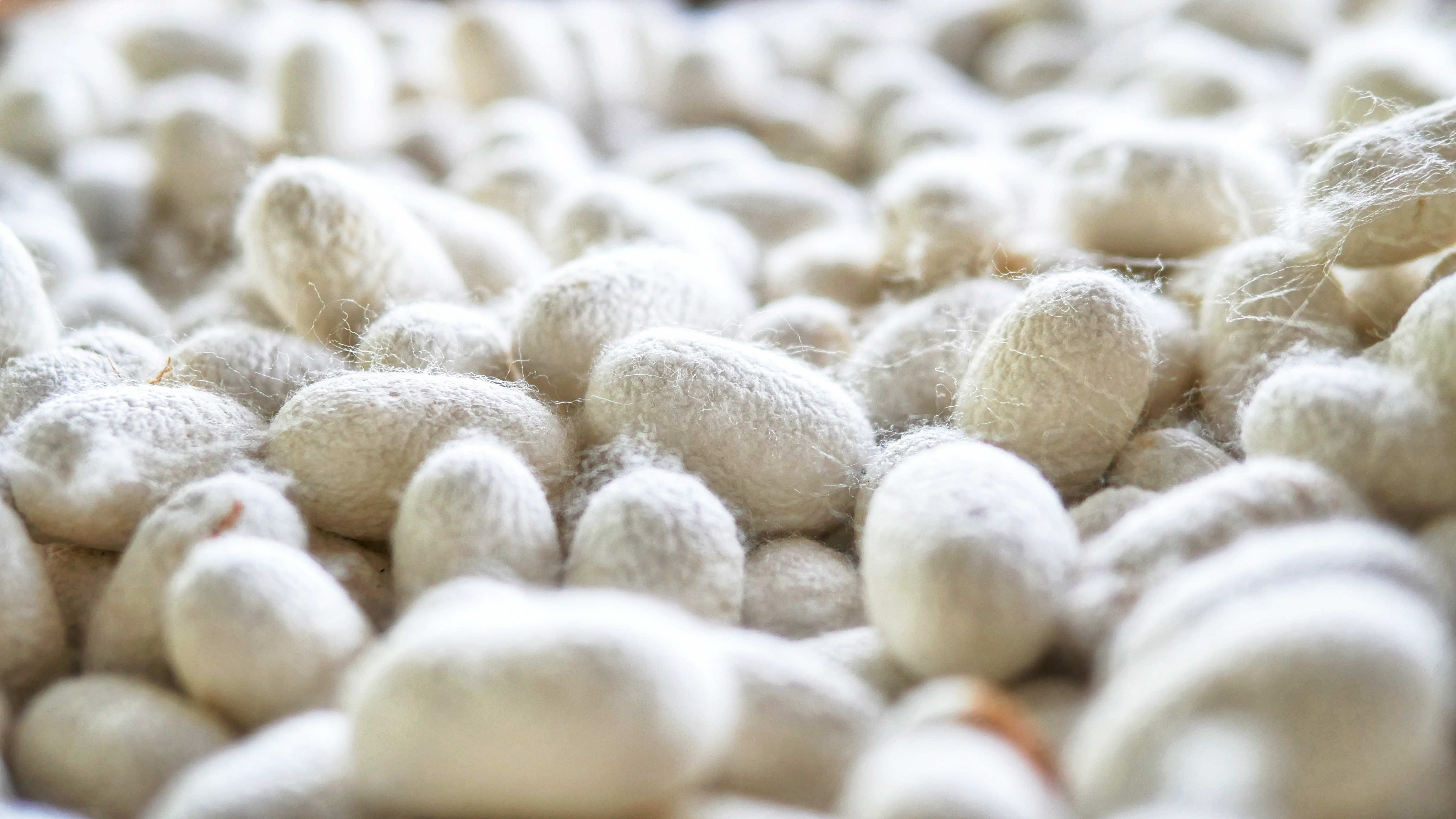 Les incontournables à ne pas manquer dans les Cévennes en famille  -  visuel 1/1