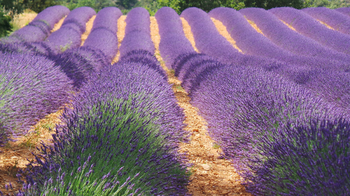 Les incontournables du Luberon qui vous laisseront sans voix  -  visuel 1/1