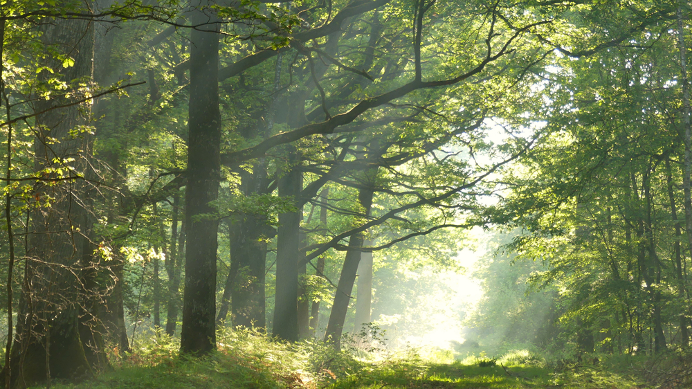 Passer un week-end nature à moins de 2h de Paris !  -  visuel 1/1