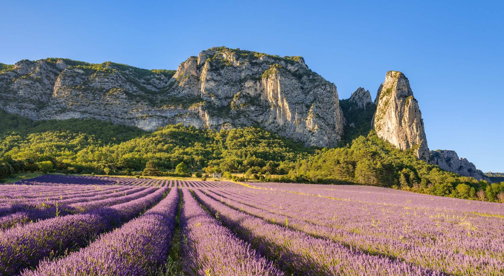 Le Mag Camping - Saviez-vous que la Drôme Provençale abrite une forêt légendaire, réputée “enchantée” depuis des siècles ?