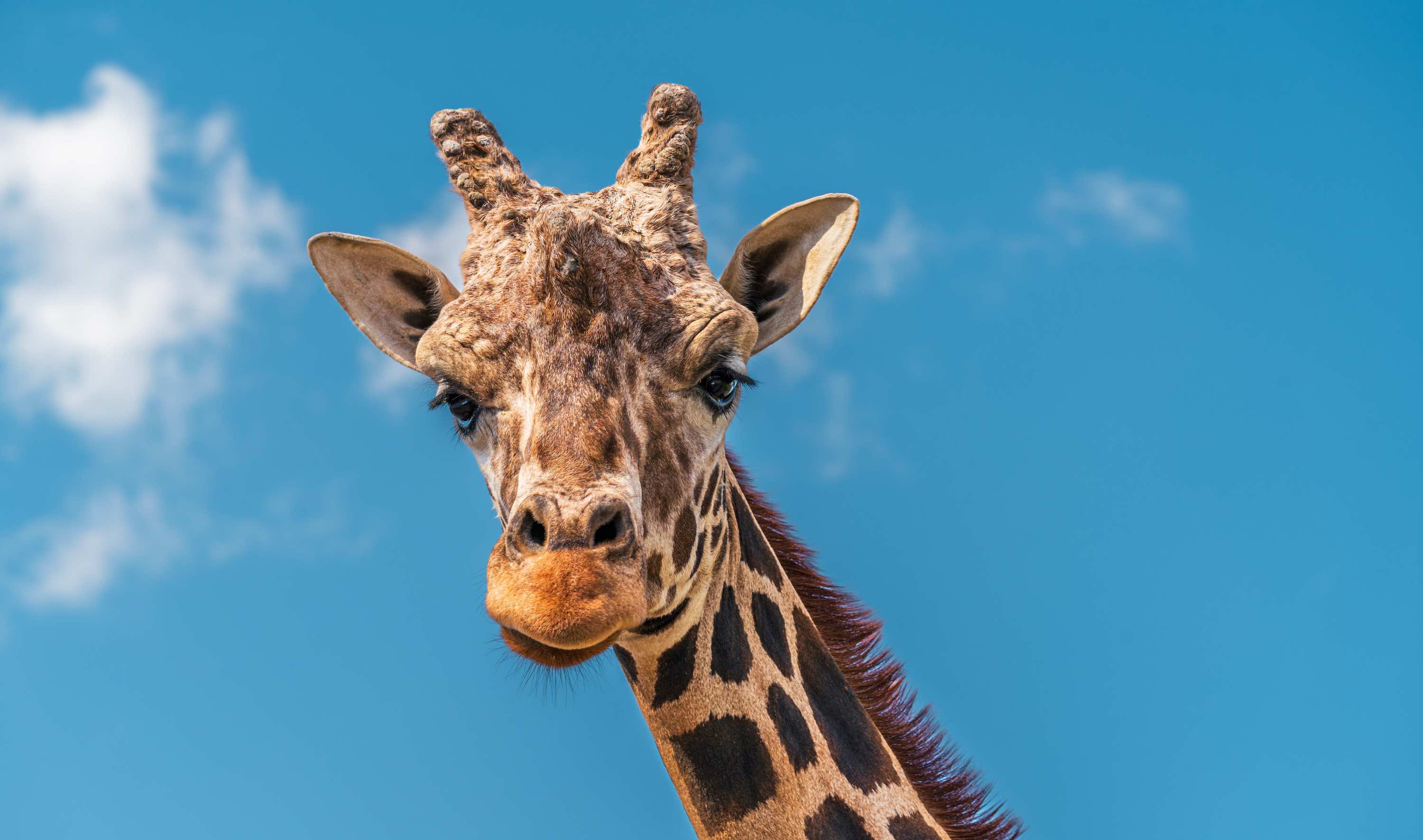 Le Mag Camping - Le tour du monde des animaux au Safari de Peaugres, en Ardèche