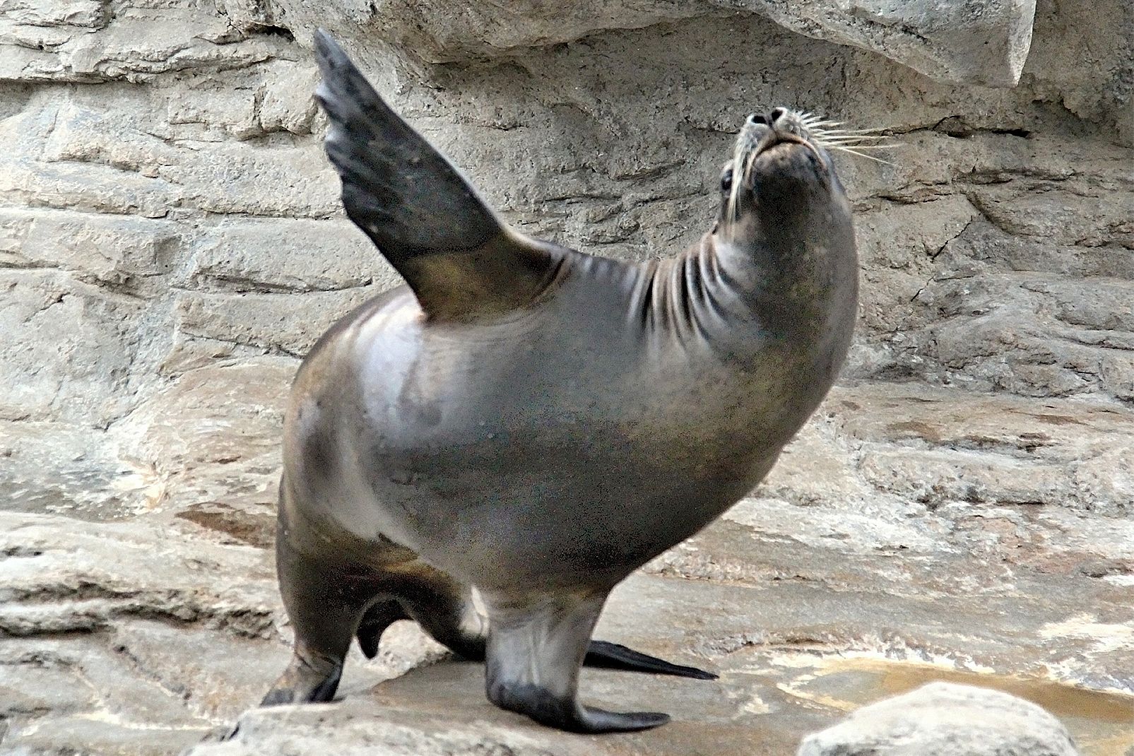 Découvrez le Zoo de Beauval, ses pandas géants et ses autres incroyables animaux  -  visuel 1/1