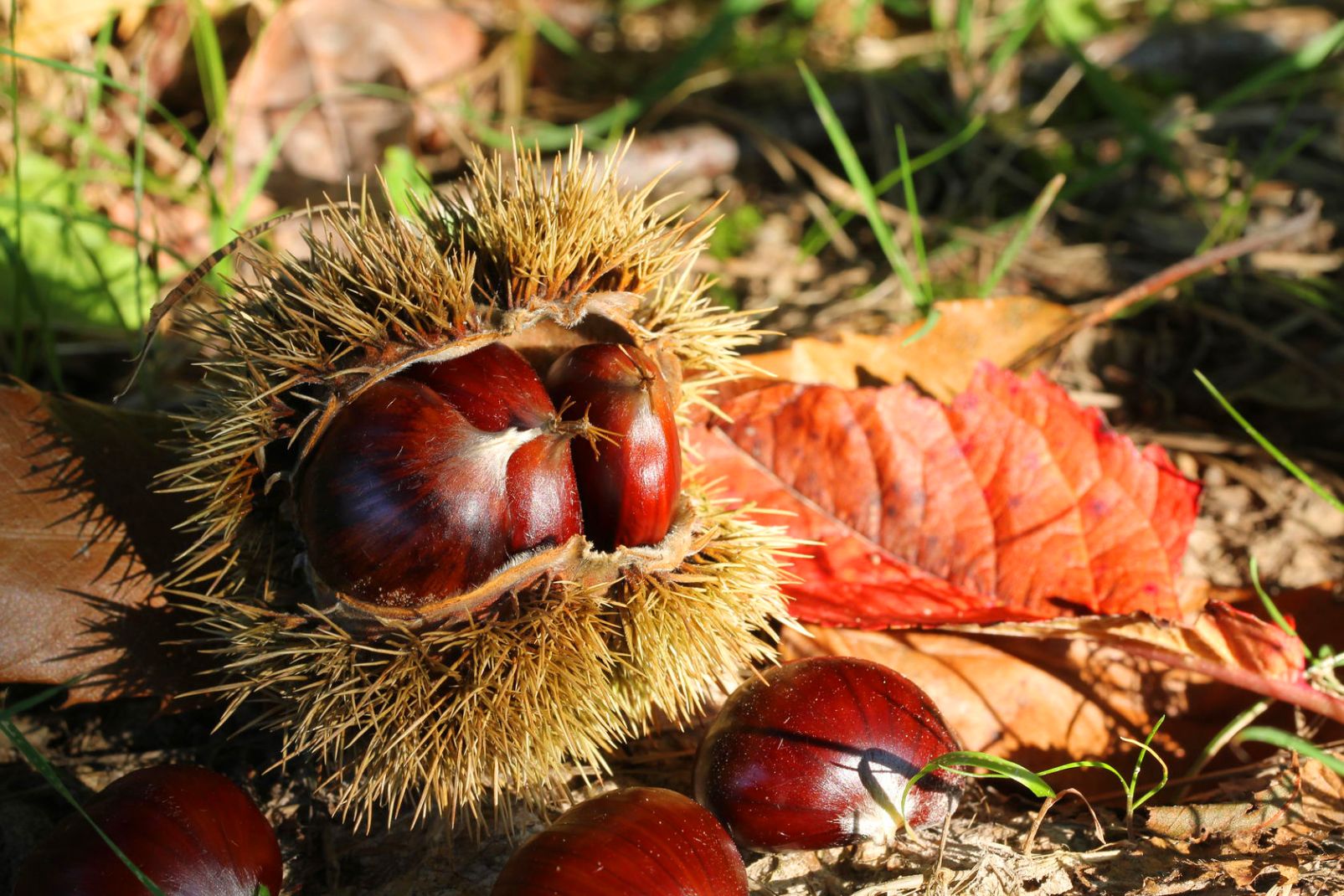 Les Gorges de la Daronne : non, ce n’est pas un film Netflix, mais le cadre idéal pour une randonnée automnale en Ardèche  -  visuel 1/1