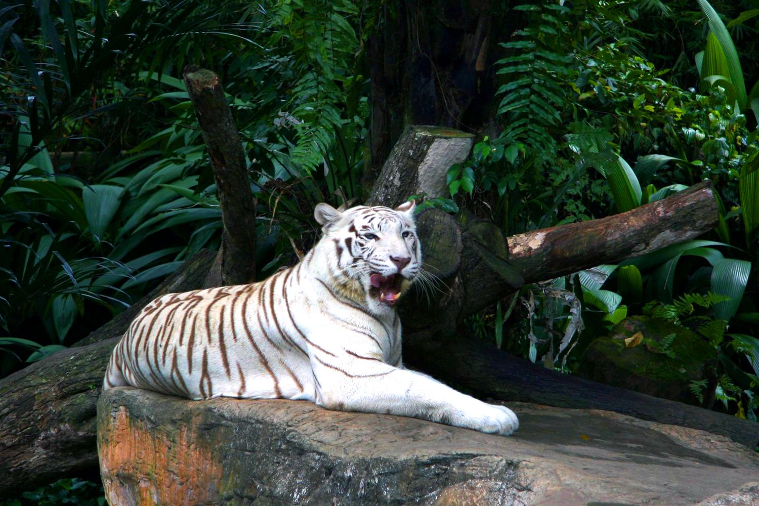 Découvrez le Zoo de Beauval, ses pandas géants et ses autres incroyables animaux  -  visuel 2/3
