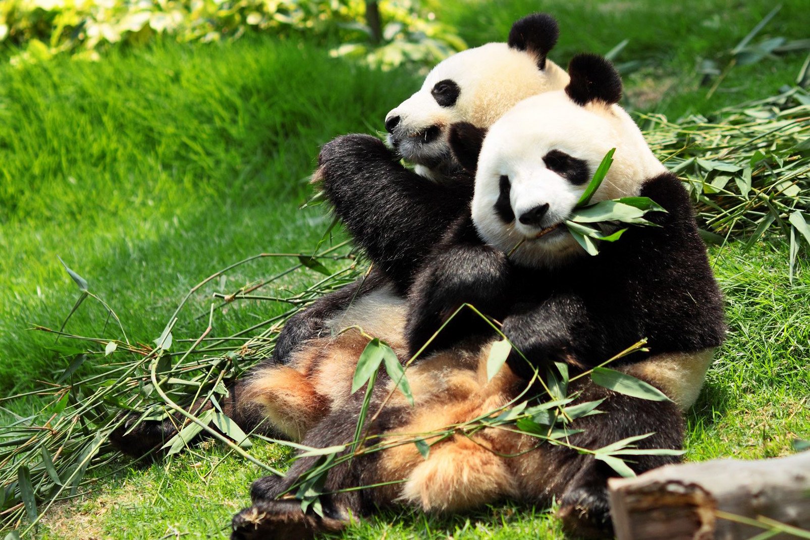 Découvrez le Zoo de Beauval, ses pandas géants et ses autres incroyables animaux  -  visuel 1/1