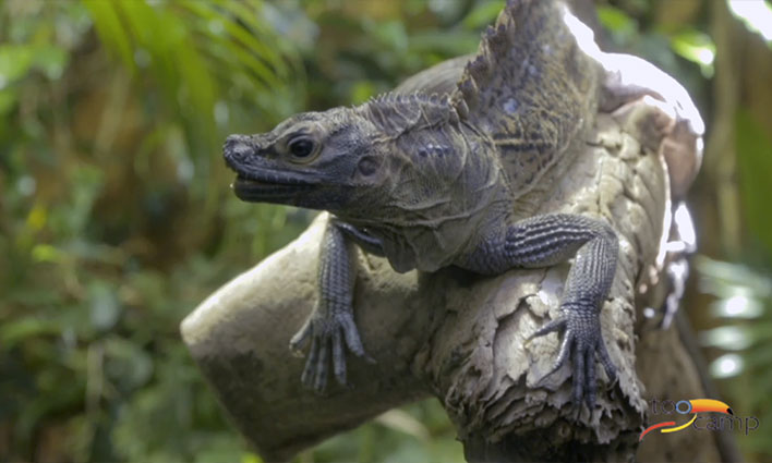 Visiter le parc zoologique Bioparco de Rome  -  visuel 1/1 Visiter le parc zoologique Bioparco de Rome  -  visuel 1/1