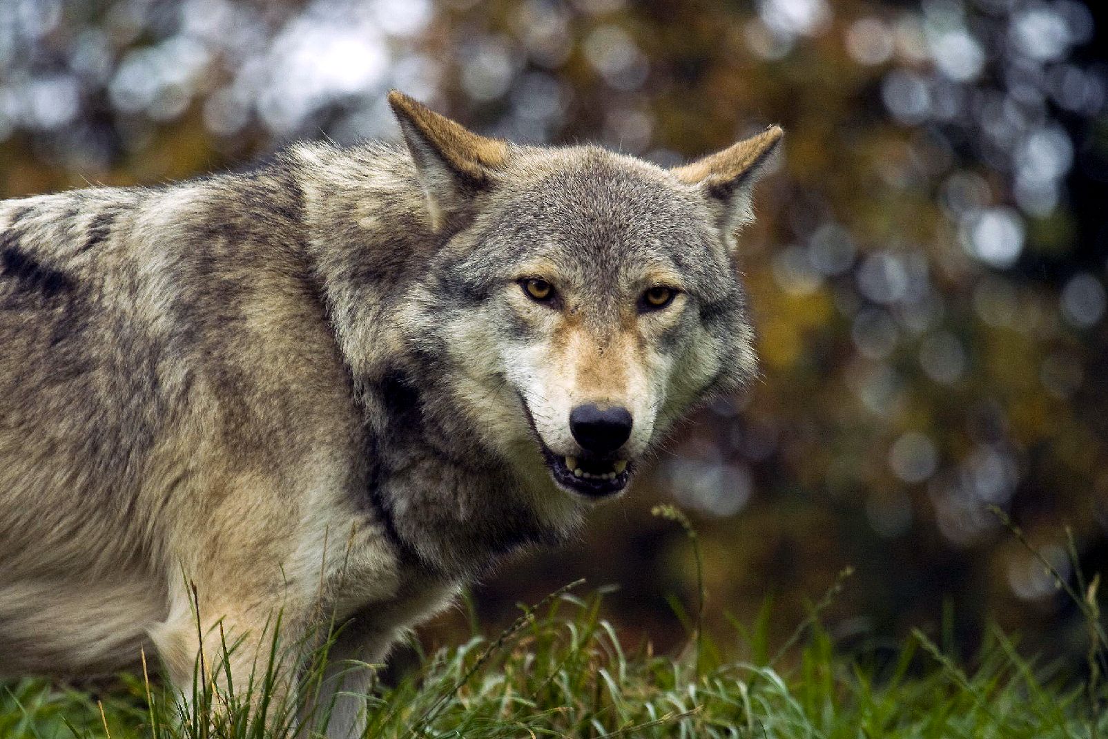 Les incontournables à ne pas manquer dans les Cévennes en famille  -  visuel 1/1
