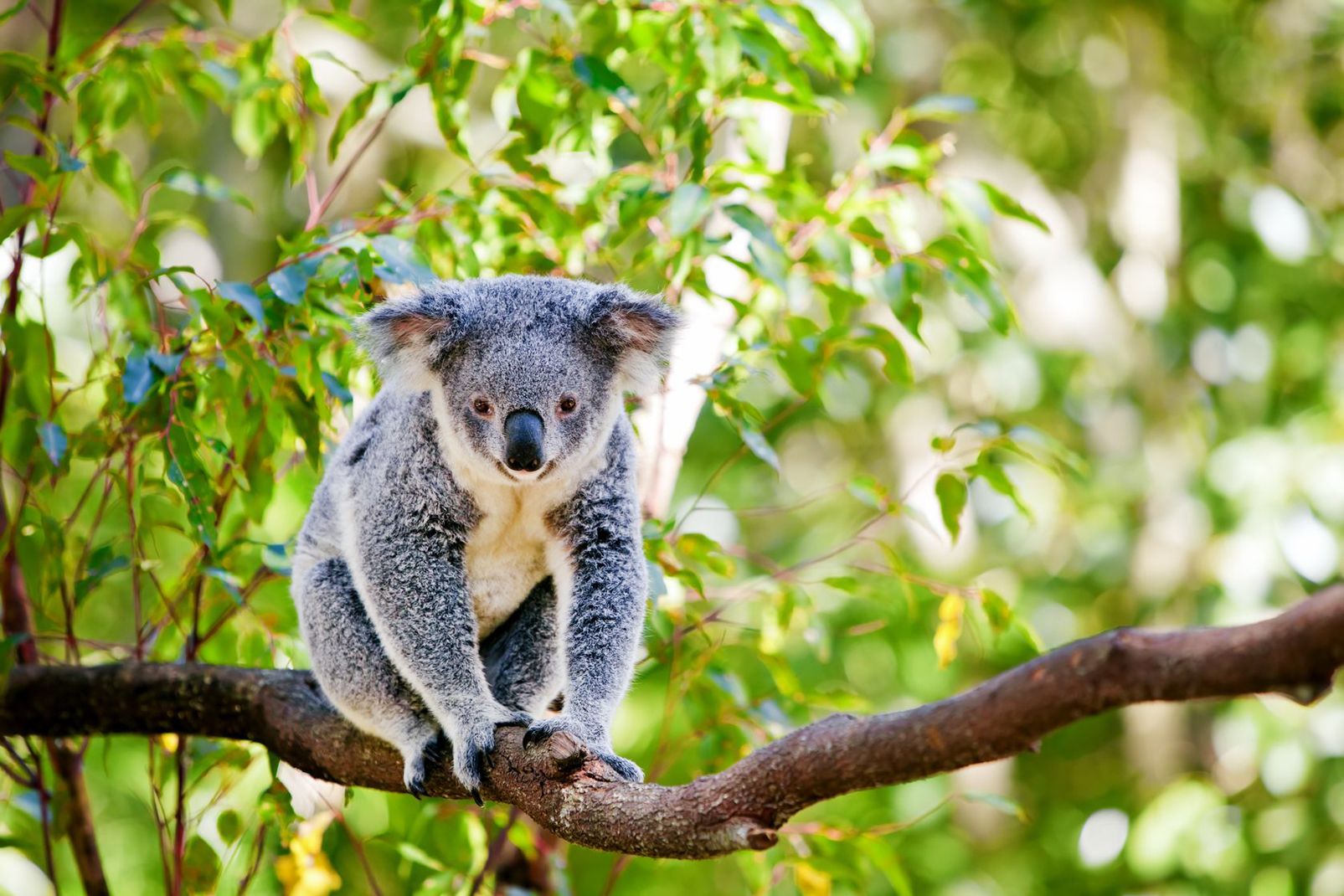 Découvrez le Zoo de Beauval, ses pandas géants et ses autres incroyables animaux  -  visuel 1/3