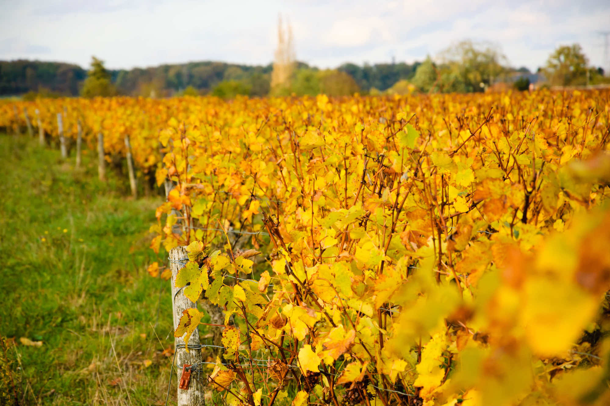 Vallée de la Loire : l'escapade royale sublimée par l'été indien  -  visuel 1/1