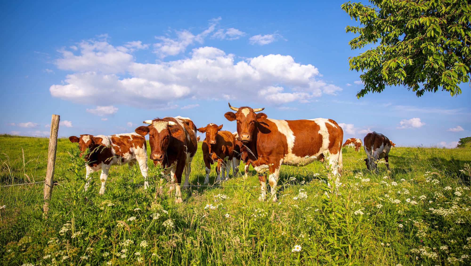 La Normandie secrète. Loin des clichés, une terre de caractère à découvrir autrement  -  visuel 1/1