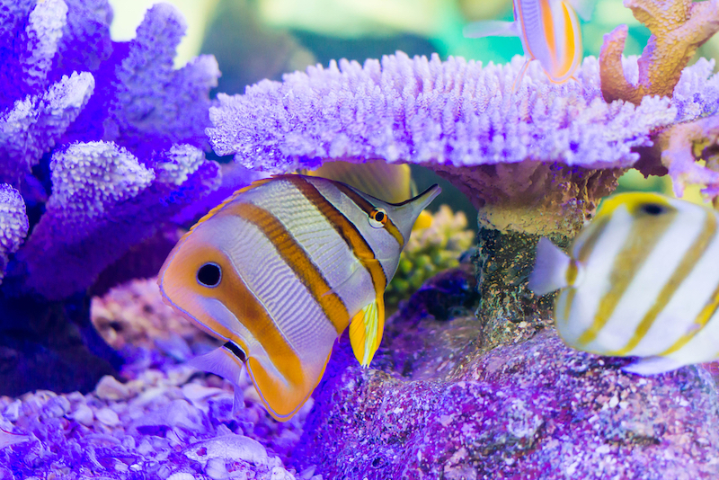 Le Mag Camping - Océanopolis, l'aquarium de Brest