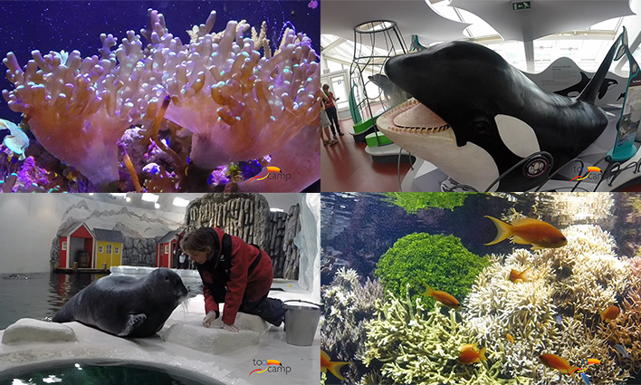 Océanopolis, l'aquarium de Brest  -  visuel 1/1 Océanopolis, l'aquarium de Brest  -  visuel 1/1