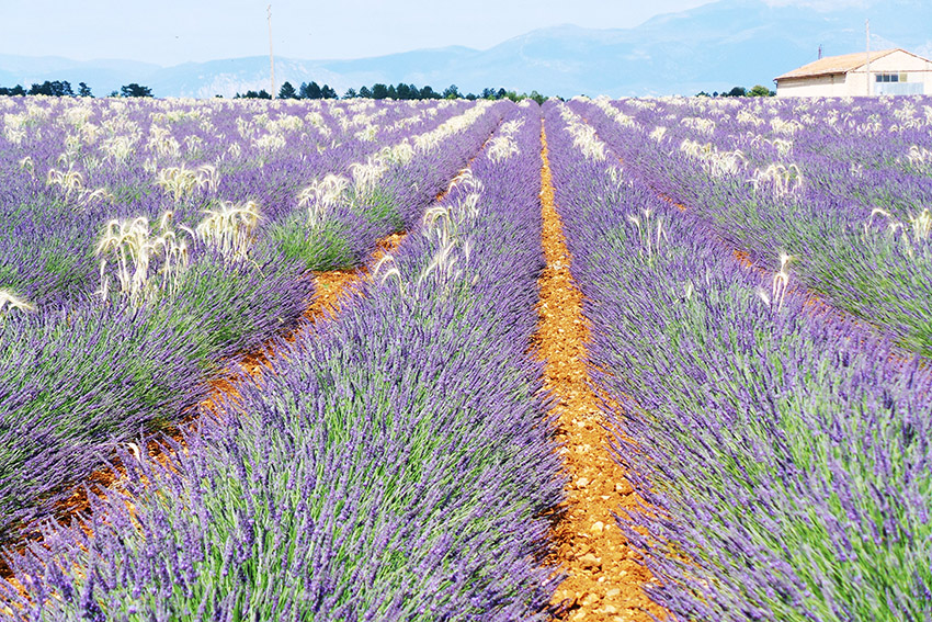 Plateau de Valensole