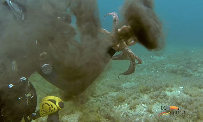La plongée sous-marine en Corse  -  visuel 1/1
