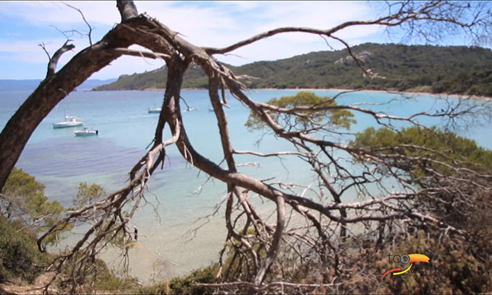 Porquerolles autrement : l'évasion insulaire au cœur de la Méditerranée  -  visuel 1/1