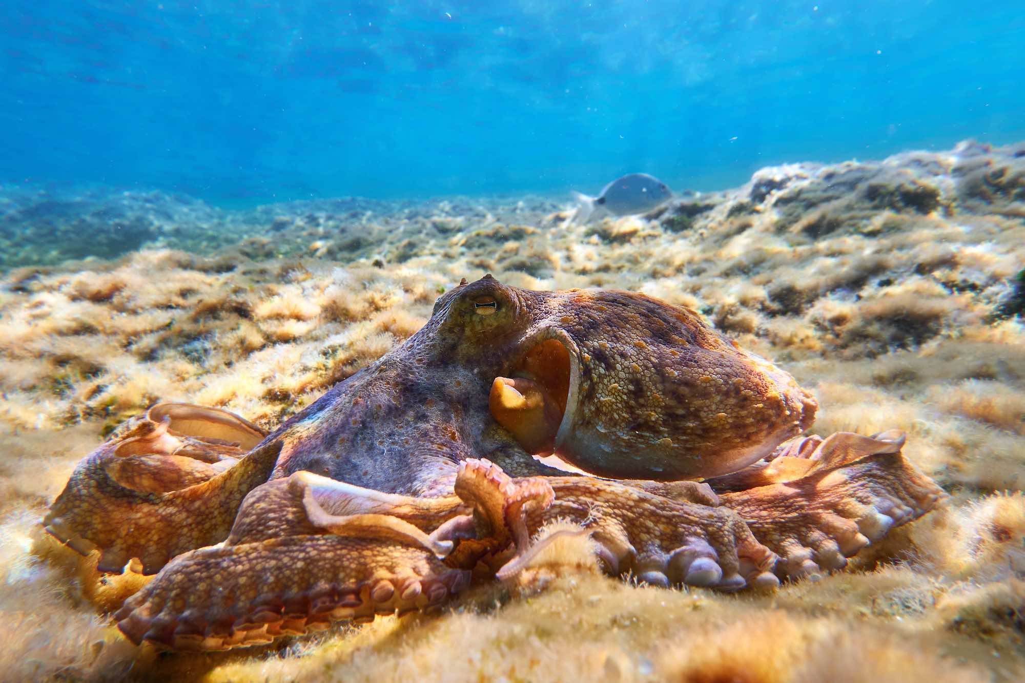 Exit les calanques de Cassis, cette côte moins fréquentée possède des criques aux eaux turquoises et des chemins de randonnée exceptionnels  -  visuel 1/1