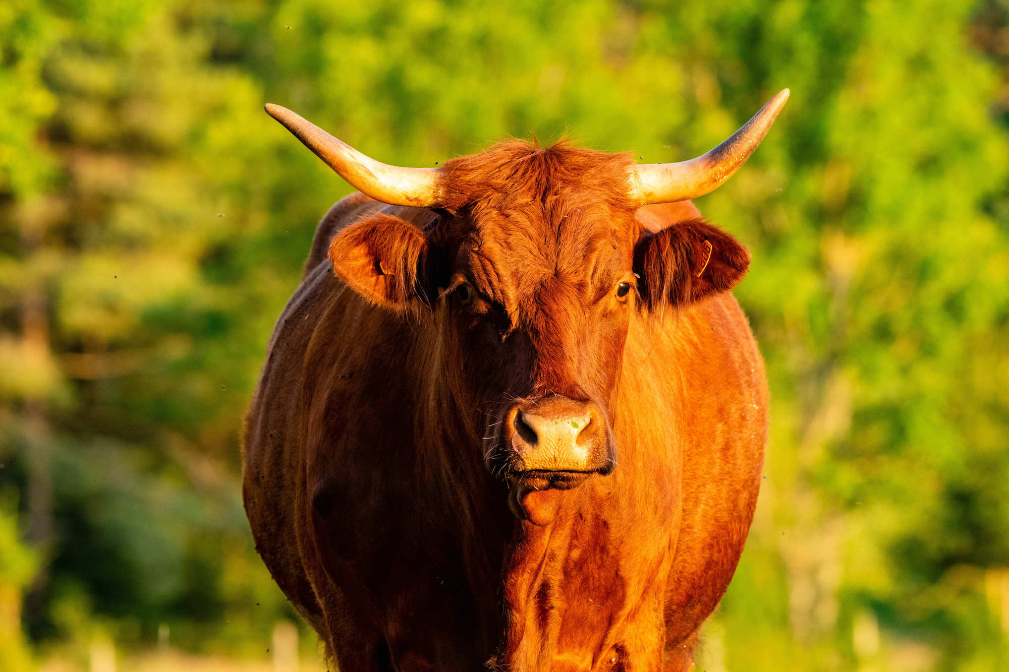 Ce village du Cantal aux maisons noires est l’un des plus beaux villages de France  -  visuel 1/1