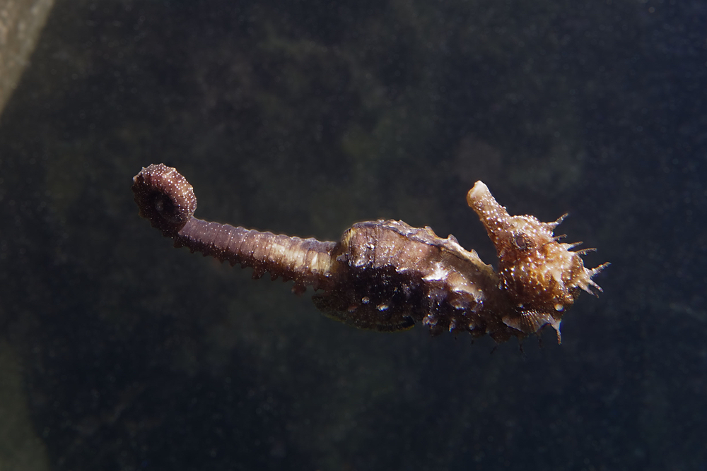 Que faire à Sète ?  -  visuel 1/1