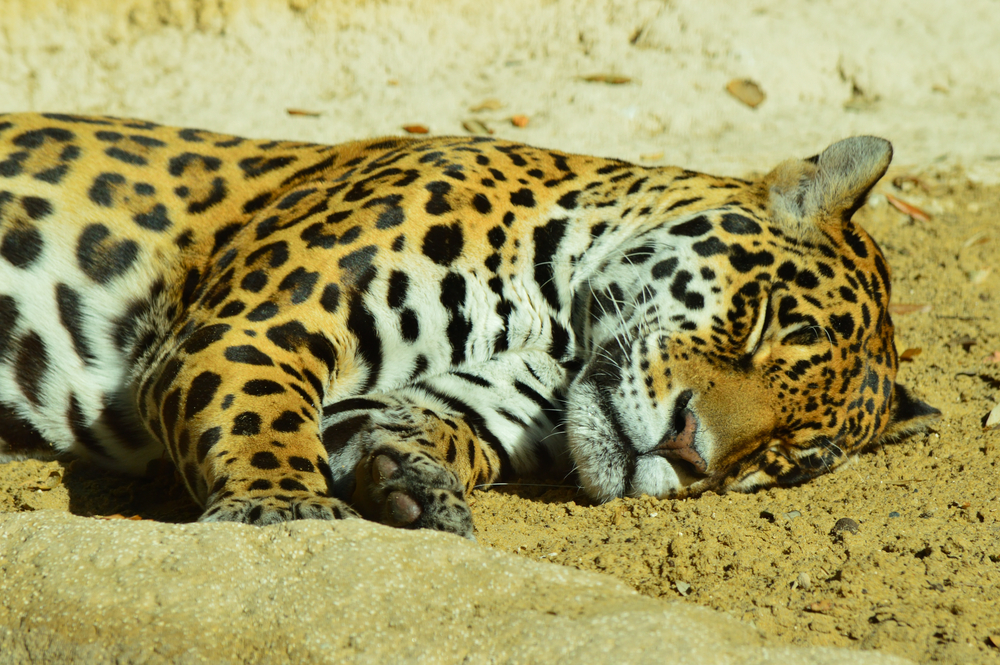 Le Zoo de la Palmyre  -  visuel 1/2