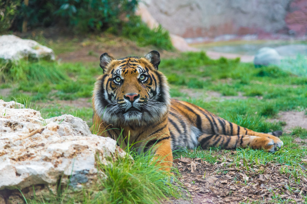 Le Mag Camping - Visiter le parc zoologique Bioparco de Rome