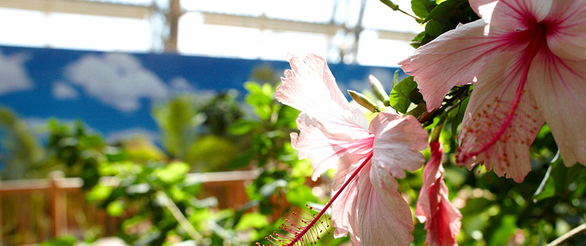 Tropical Island, le plus grand parc aquatique couvert du monde !  -  visuel 2/2