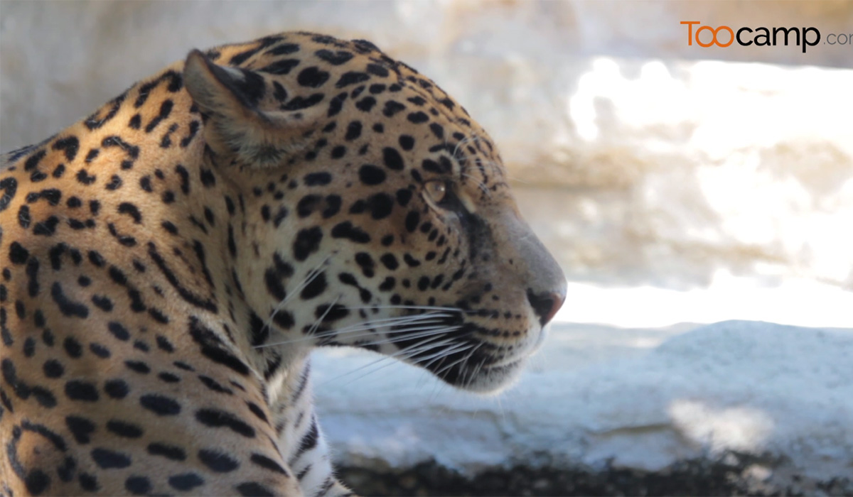 Le Zoo de la Palmyre  -  visuel 1/1