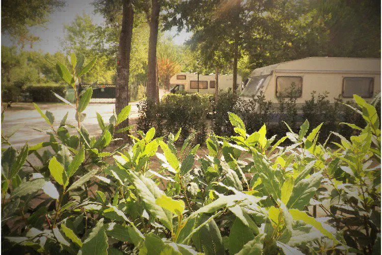 Camping Bosco Verde Toscane - Torre del Lago Puccini visuel 5/11