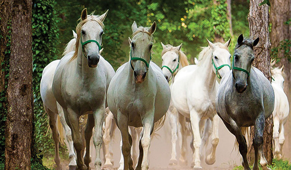 Camping Brajda Gorizia - Sežana visuel 1/3 Camping Brajda Gorizia - Sežana visuel 1/3