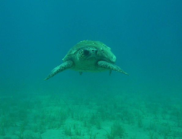 Camping Tartaruga Îles Ioniennes - Laganas visuel 5/6