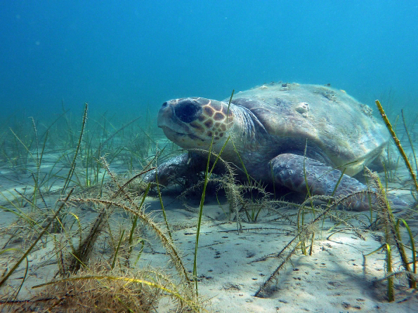 Camping Tartaruga Îles Ioniennes - Laganas visuel 3/6