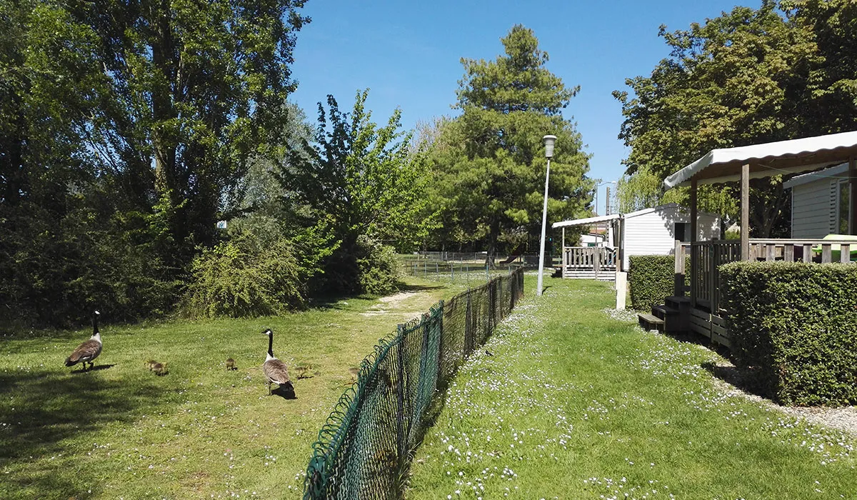 Camping de Châlons en Champagne Champagne-Ardennes - Châlons-en-Champagne visuel 6/7