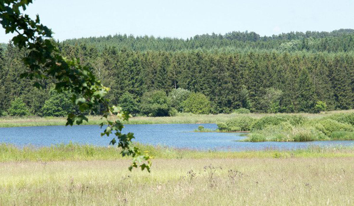 Jungferweiher Rhénanie-Palatinat - ulmen visuel 1/2