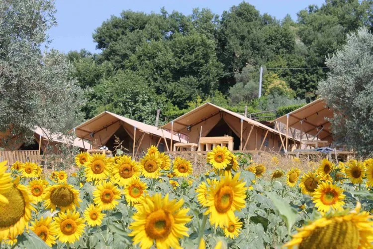 Camping Countryhouse Il Girasole Marches - Massignano visuel 6/7