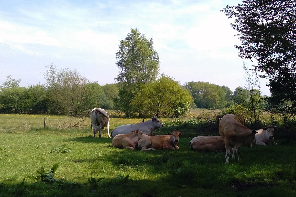 De Groene Valk Drenthe - zeegse visuel 4/4
