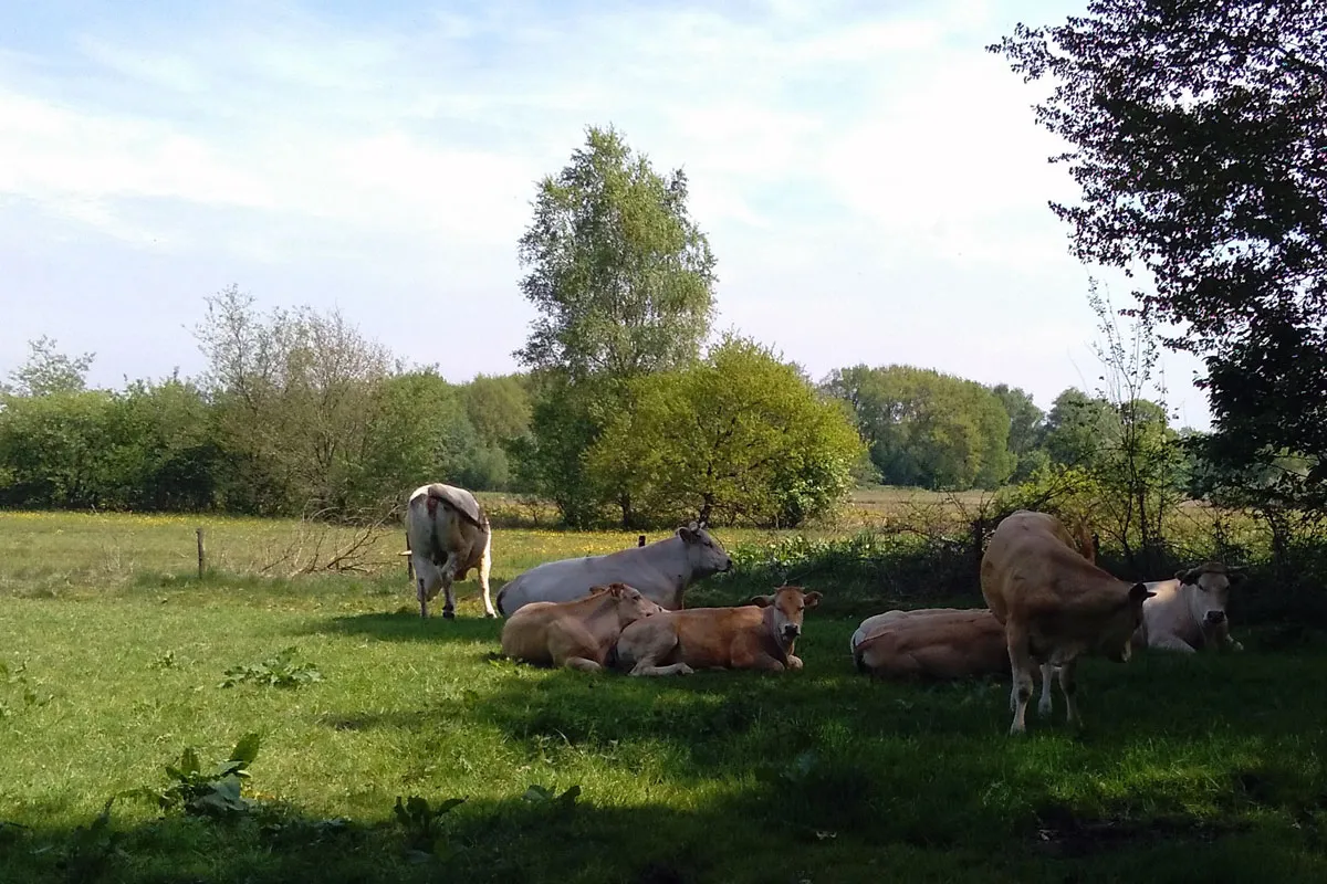 Camping De Groene Valk Drenthe - zeegse visuel 4/4