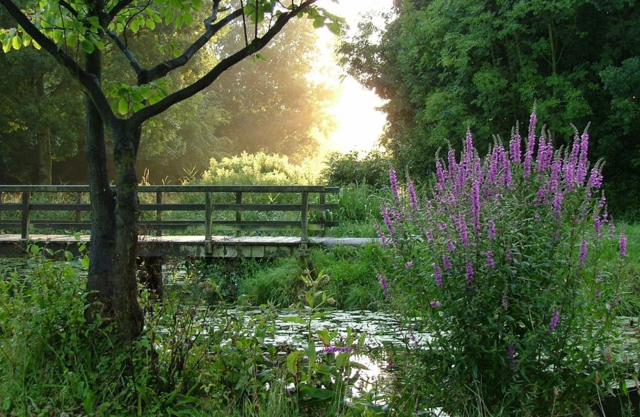 Delftse Hout Hollande-Méridionale - delft visuel 5/5 Delftse Hout Hollande-Méridionale - delft visuel 5/5