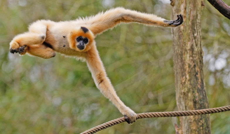 Domaine Parc Sainte Croix Lorraine - Rhodes visuel 5/8