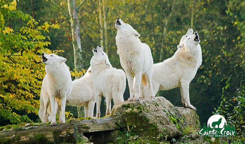 Domaine Parc Sainte Croix Lorraine - Rhodes visuel 2/8