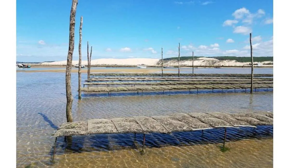 Domaine de La Forge Aquitaine - La Teste-de-Buch visuel 14/20
