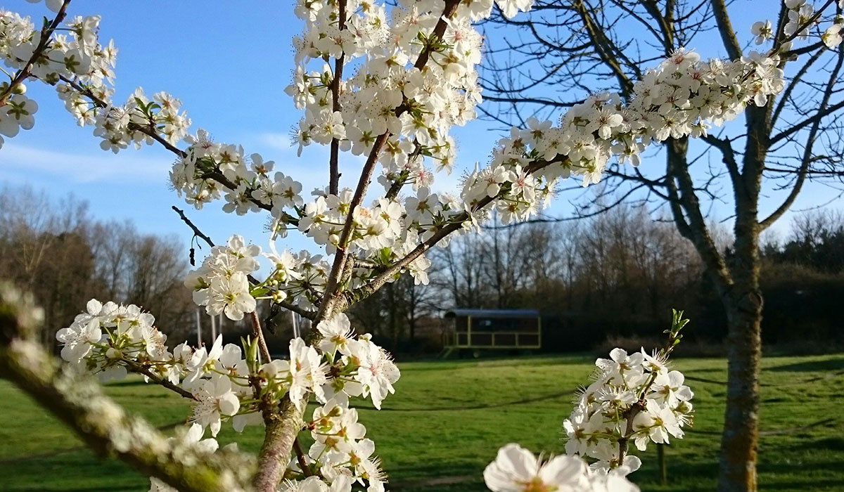 Domaine de la Grangée Grand Centre - La Chapelle-Blanche-Saint-Martin visuel 13/14