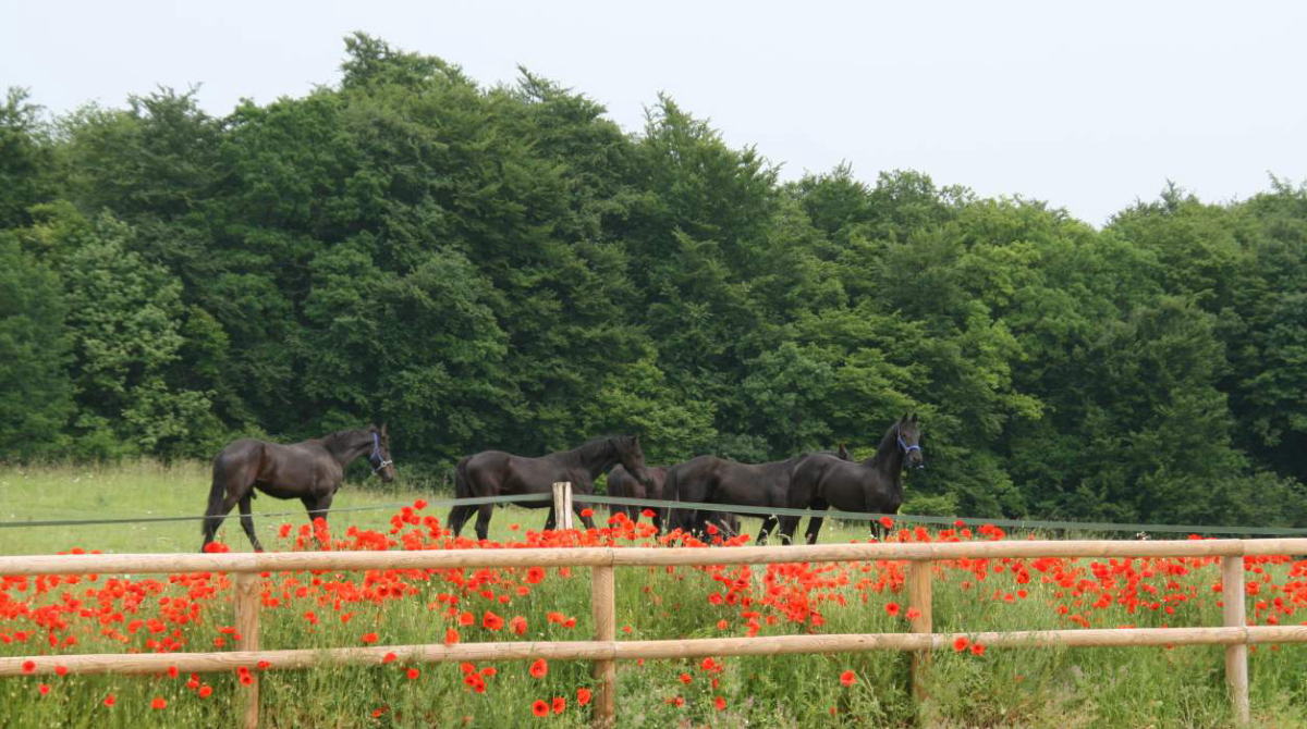 Domaine du Cloître Saint-Christophe Lorraine - Saint-Mihiel visuel 3/3