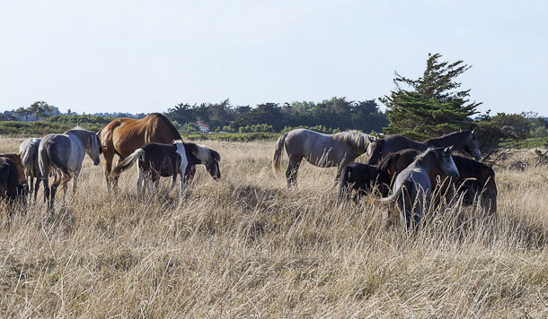 Domaine du Collet Pays de Loire - Les Moutiers en Retz visuel 13/15